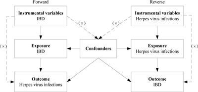 Causal association between inflammatory bowel disease and herpes virus infections: a two-sample bidirectional Mendelian randomization study